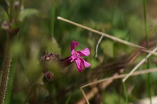 Fleur de Silene dioïque