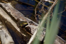 Grenouille verte