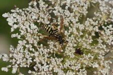 Poliste sp.
