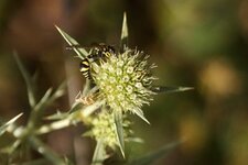 Eumenes sp.