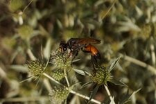 Ammophila sabulosa ou Sphex rufosinctus ?