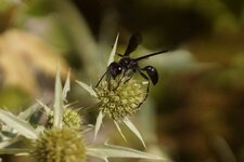 Isodontia mexicana - sous réserve