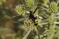 Megascolia flavifrons - sous réserve