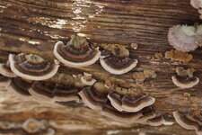 Champignon