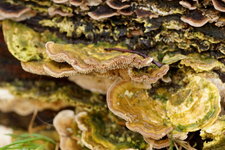 Champignon