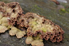 Champignon