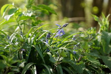 Jacinthe des bois