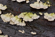 Champignon