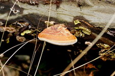 Ganoderme sp. ?