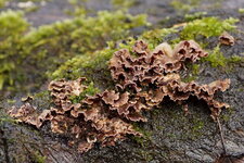 Champignon