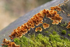 Champignon