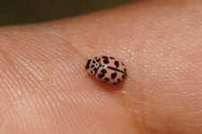 Oenopia conglobata