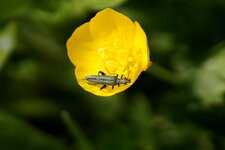 Oedemera sp.