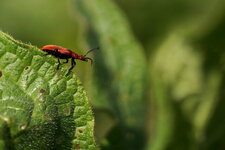 Pyrochroa serraticornis