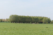 Alignement de Têtards dans la campagne du Mélantois