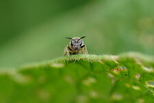 Abeille solitaire