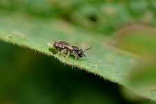 Abeille solitaire - bis