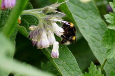 Bourdon à queue blanche - sous réserve