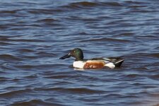 Canard souchet