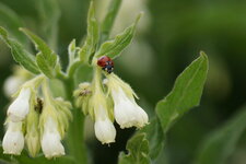 Coccinelle à 7 points accompagnée d