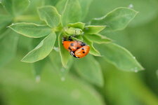 La Coccinelle des friches