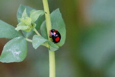 Harmonia axyridis