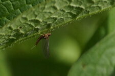 Petite éphémère