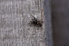 Salticus propinquus