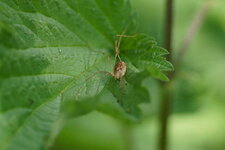 Opilion sp.