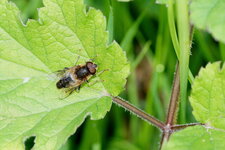 Eristalis sp.