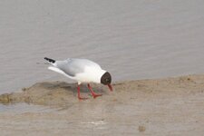Mouette rieuse
