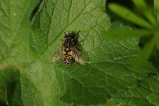 Héliophile suspendu