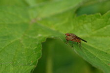 Tetanocera sp. ???
