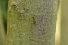 Culiseta annulata ou Limonia sp.