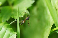 Ptychoptera contaminata