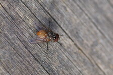 Phaonia rufiventris - sous réserve