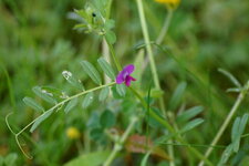 Vicia sp. ???