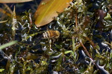 Apis mellifera