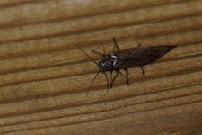 Sisyra nigra
