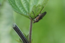 Empididé sp.