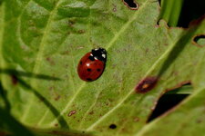 Coccinelle à 7 points