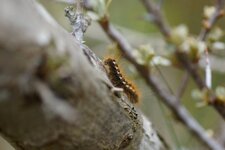 Chenille de Cul-brun