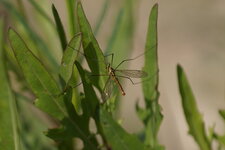 Tipule de pierre