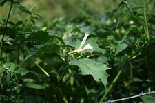 Datura