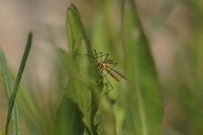 Tipule de pierre