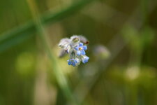 Myosotis sp.