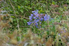 Jacinthe des bois