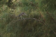 Bihoreau gris juvénile