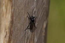 Mouche de la saint marc - sous réserve