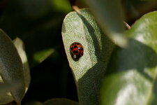 Harmonia axyridis - sous réserve